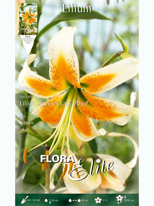 Lilie 'Lady Alice', Lilium (Art.Nr. 5217896)