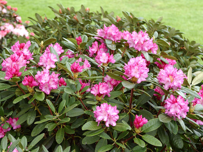 Rhododendron yakushimanum 'Blurettia'