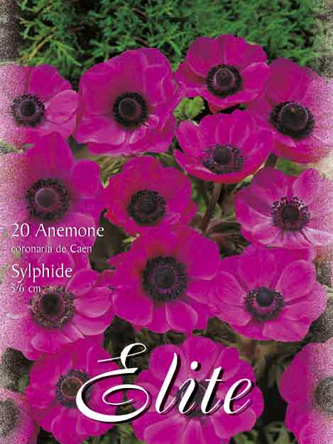 Anemone De Caen 'Sylphide' (Art.Nr. 596424)