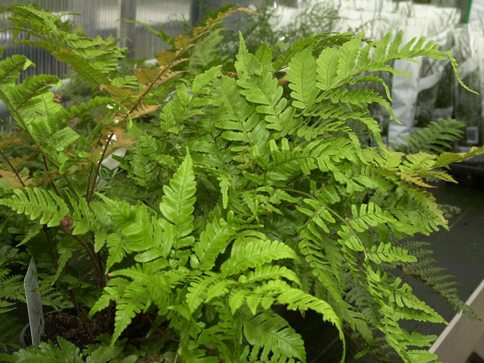 Dryopteris erythrosora, Rotschleierfarn