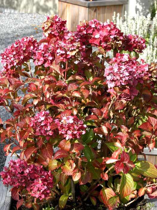 Bauernhortensie Masja