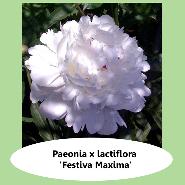 Paeonia Festiva Maxima