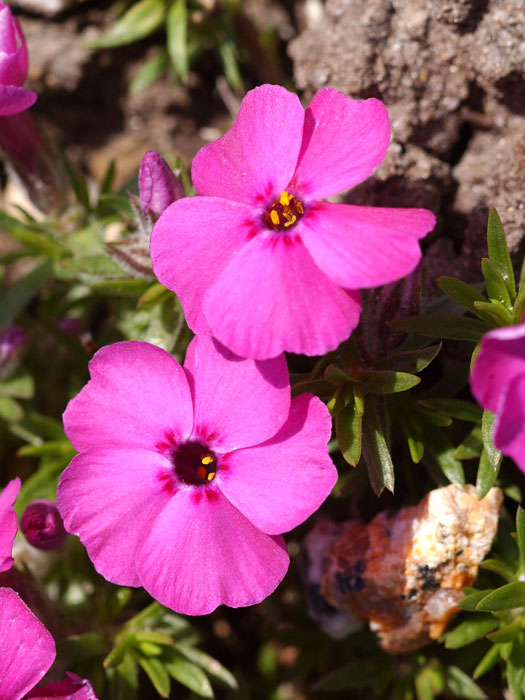 Phlox douglasii 'Red Admiral', Polsterphlox, Teppich-Flammenblume