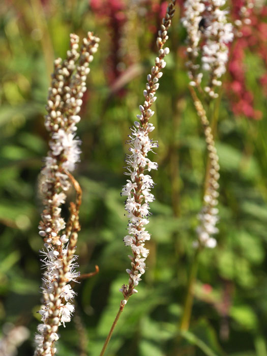 Bistorta (syn. Polygonum) amplexicaule 'Album' (syn. auch Persicaria), Kerzenknöterich, Wiesenknöterich