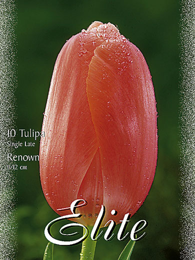 Einfache späte Tulpe 'Renown' (Art.Nr. 595368)