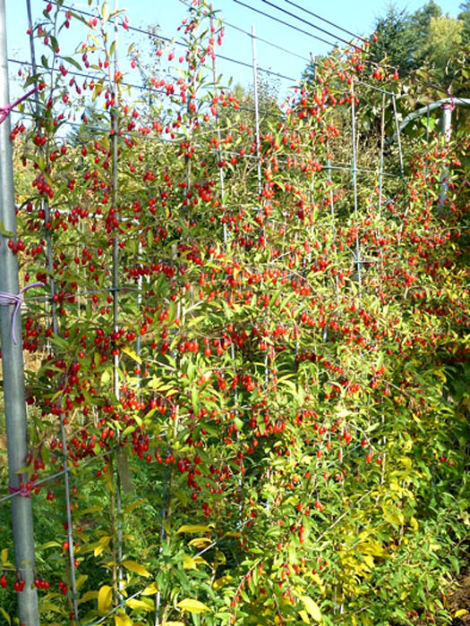 Goji-Beere 'Natascha' (Lycium barbarum Natascha)