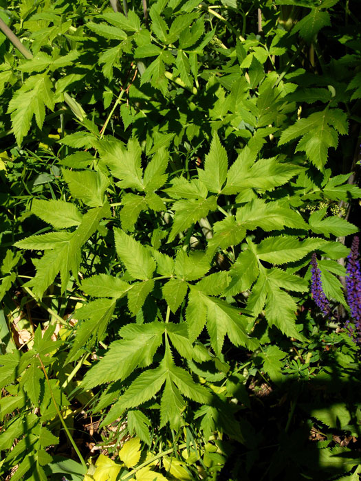 Angelica archangelica, Engelwurz, Dreieinigkeitswurzel