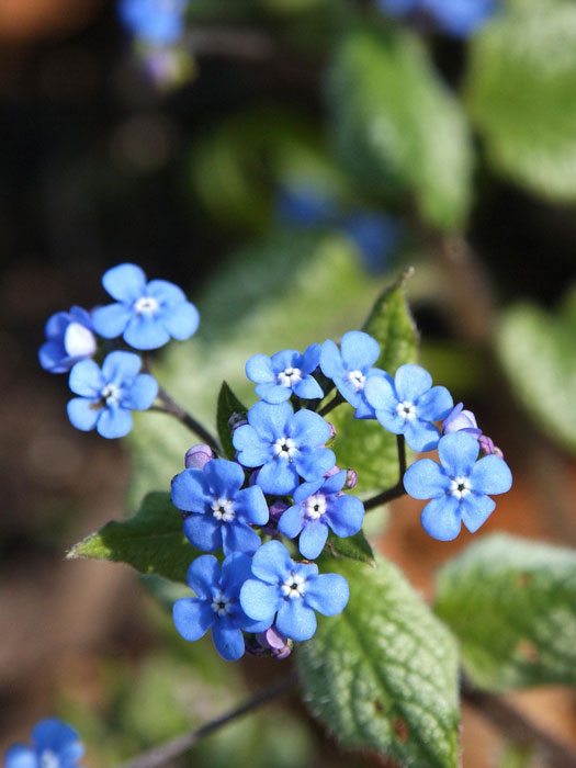 Brunnera macrophylla 'Jack Frost'®, silbriges Kaukasus-Vergissmeinnicht