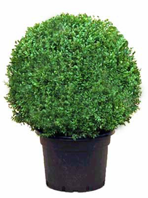 Buchsbaum-Kugel, Buxus