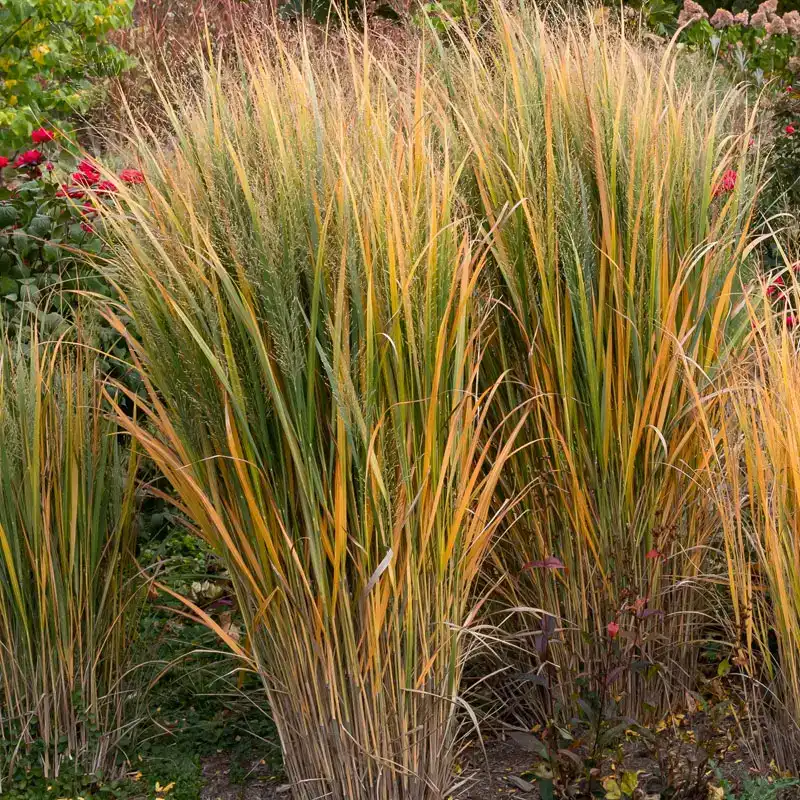 Panicum virgatum 'Northwind', Riesen-Ruten-Hirse, Zier-Hirse