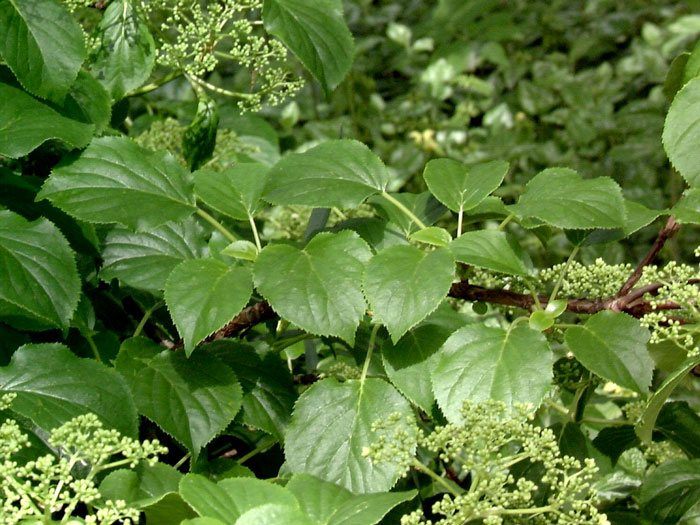 Das Laub der Kletterhortensie