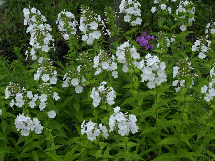 Phlox maculata 'Mrs. Lingard', Flammenblume, Wiesenphlox