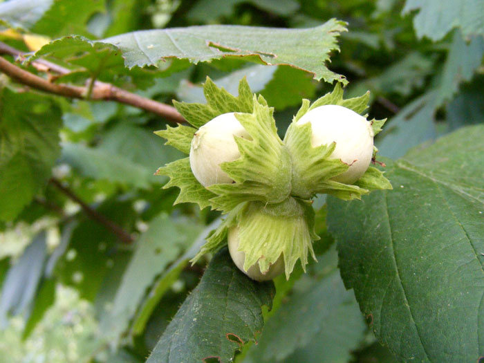 Haselnuss, die Frucht der Corylus avellana