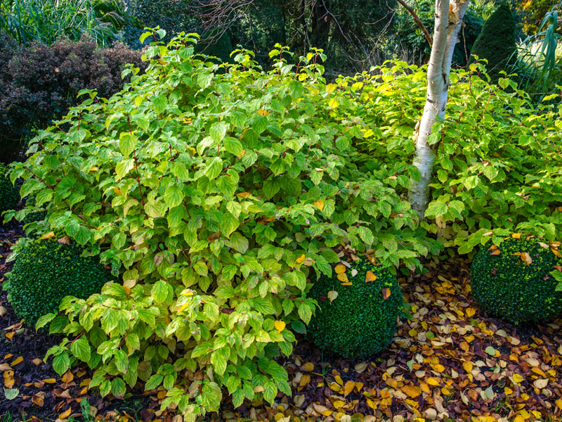 Cornus sanguinea 'Midwinter Fire', Feuer-Hartriegel