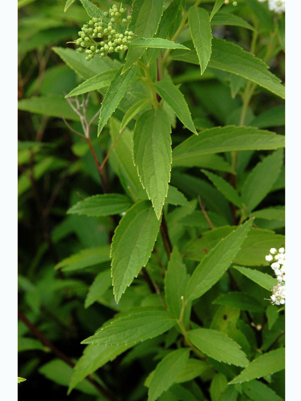 Spiraea japonica 'Albiflora', Weiße Zwerg-Spiere