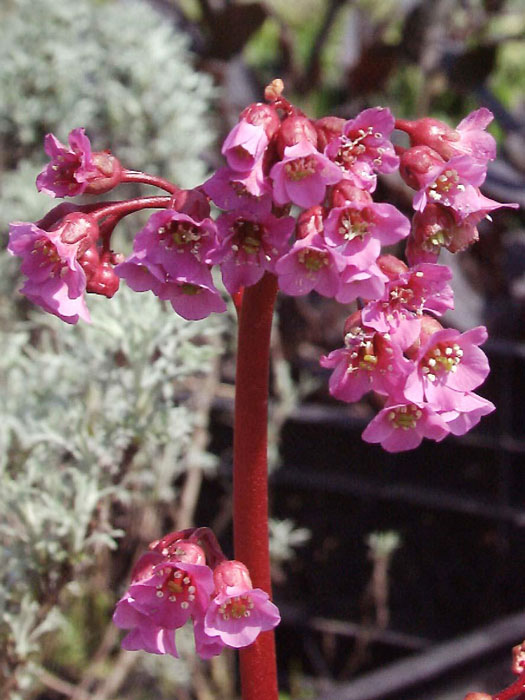 Bergenia cordifolia 'Rotblum', Bergenie, Riesensteinbrech