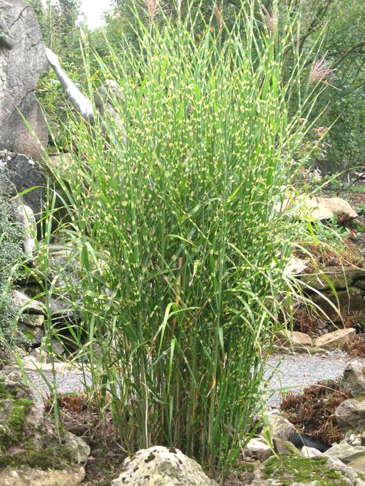 Miscanthus sinensis 'Strictus', Steifes Zebra-China-Schilf, Stachelschwein-Gras