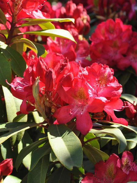 Rhododendron 'Junifeuer'