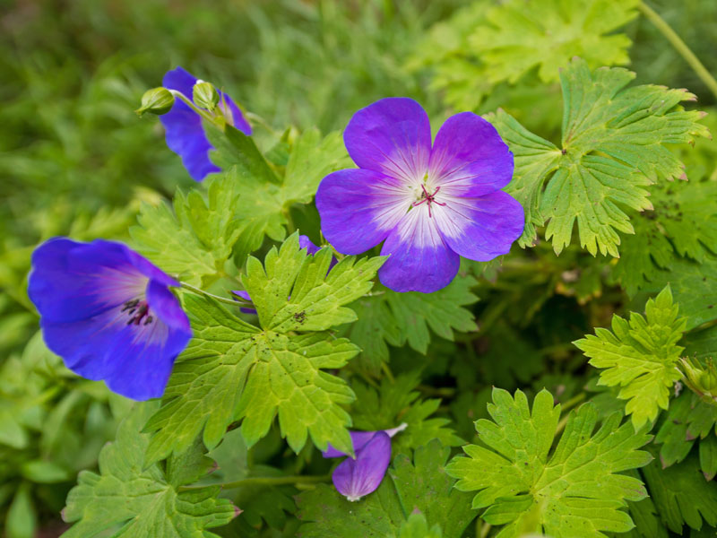 Blueten und Blaetter der Geranium Rozanne aus der Naehe