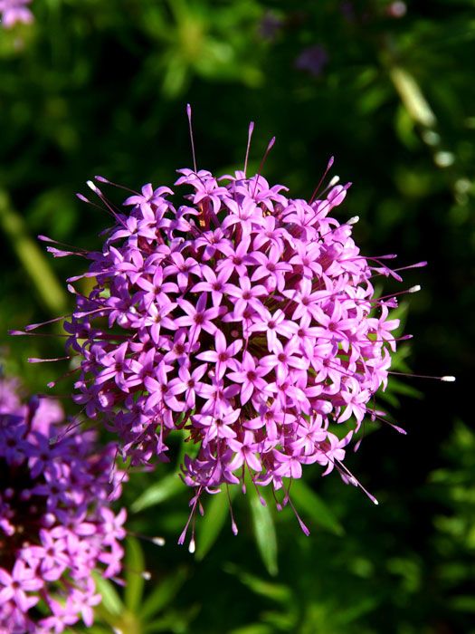 Phuopsis (syn. Curcianella) stylosa, Scheinwaldmeister, Rosenwaldmeister