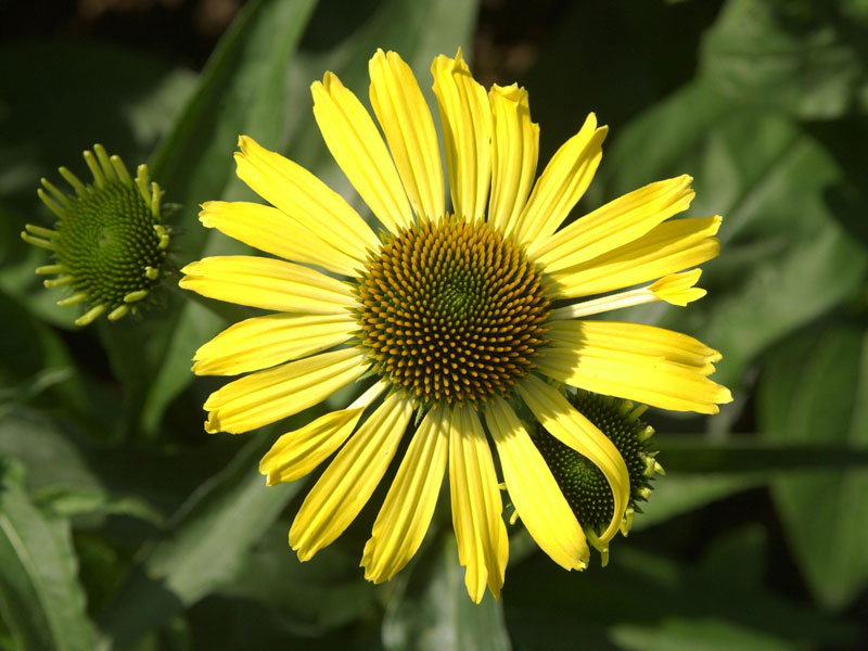 Echinacea purpurea 'Cleopatra', Scheinsonnenhut