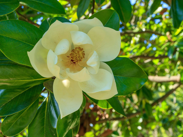 Magnolia 'Honey Tulip', Magnolie