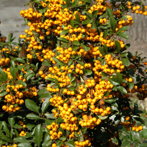 Portraetaufnahme Pyracantha Soleil d'Or