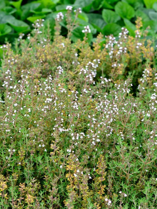 Orangenthymian,  Thymus fragrantissimus 'Orange'