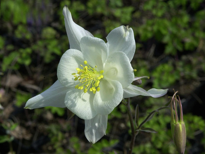 Aquilegia caerulea 'Kristall', Weiße Akelei, nordamerikanische Akelei