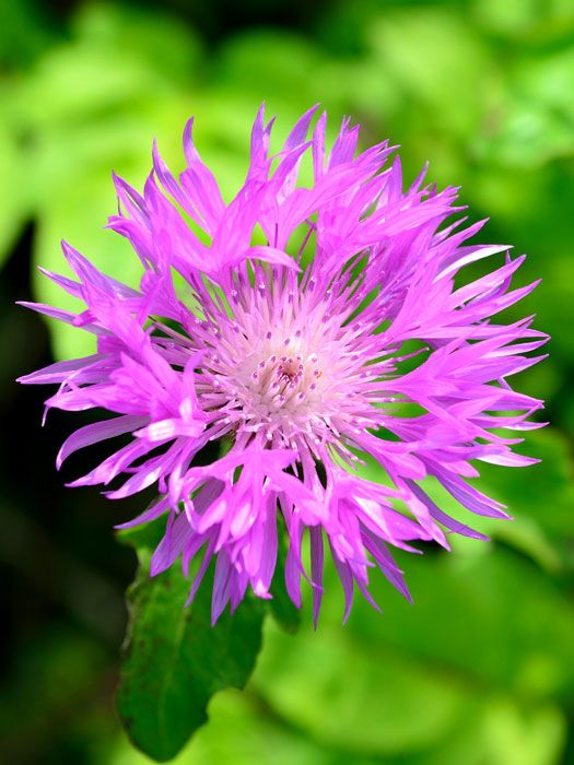 Centaurea dealbata, Kaukasische Flockenblume