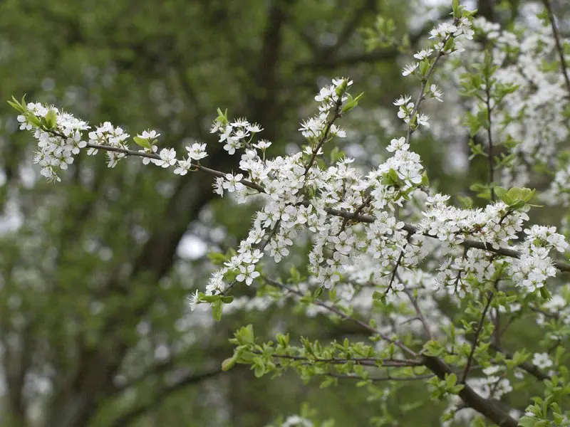 Ast mit Blueten des Prunus spinosa