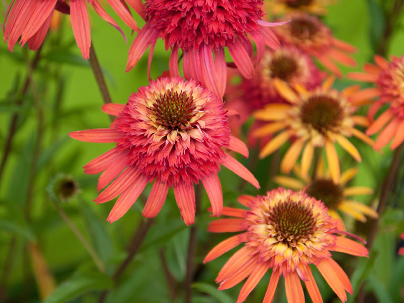 Echinacea purpurea 'Irresistible', Scheinsonnenhut