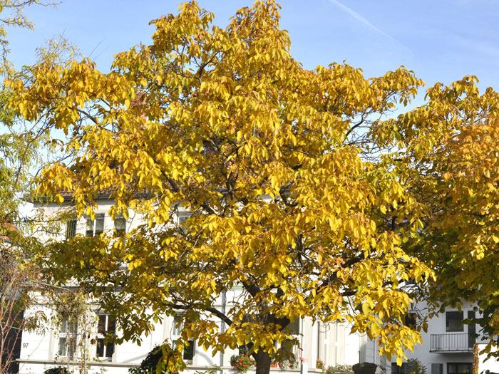 Juglans regia, Walnuss-Sämling