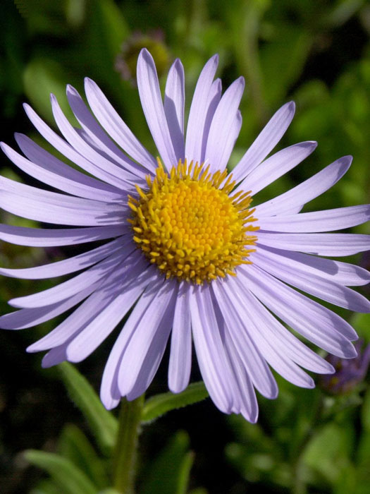 Aster tongolensis 'Wartburgstern' (M), Vorsommer-Aster, Chinesische Aster