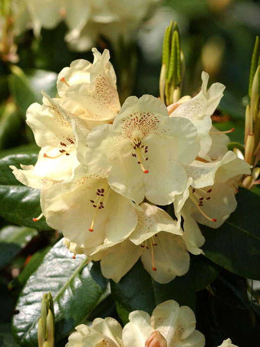 Rhododendron 'Marianne'