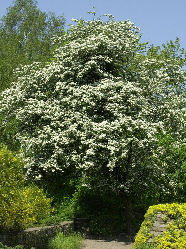 Wuchs des Eingriffligen Weissdorns