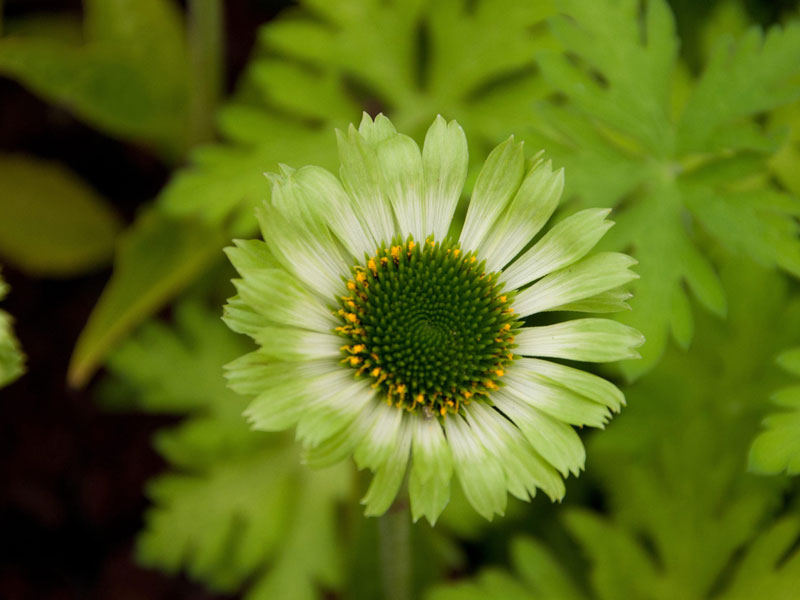 Echinacea purpurea 'Green Jewel', Scheinsonnenhut