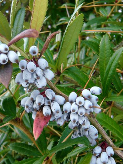 Berberis julianae, Immergrüne großblättrige Berberitze