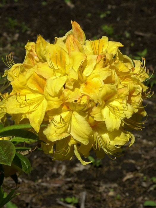 Rhododendron luteum 'Golden Sunset', sommergrüne japanische Gartenazalee