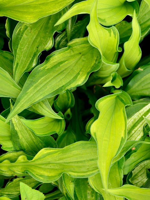 Hosta x fortunei 'Albopicta' (syn. 'Aureomaculata'), Garten-Funkie, Grünrand-Funkie, Herzblatt-Lilie