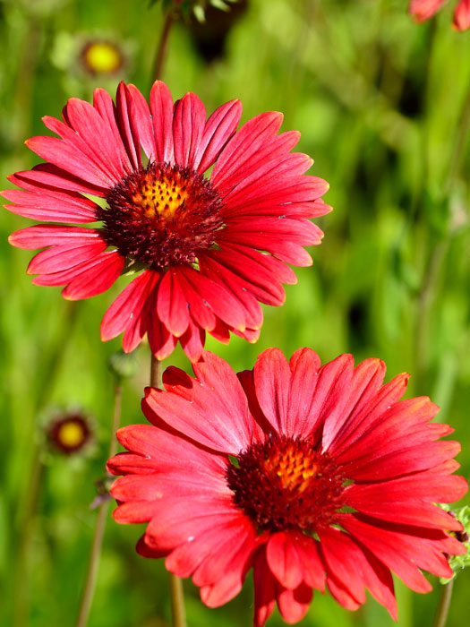 Gaillardia x aristata 'Burgunder' (syn. x grandiflora), Kokardenblume, Malerblume