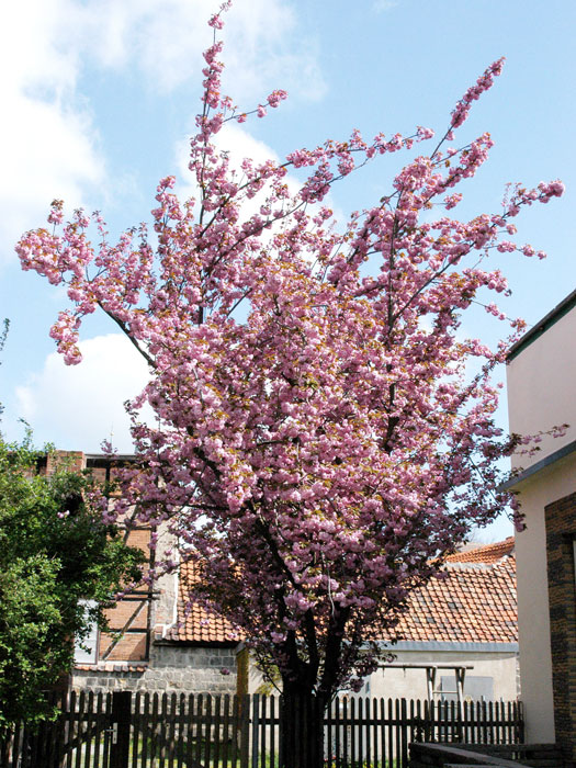 Prunus serrulata 'Kanzan', Japanische Nelkenkirsche - Hochstamm