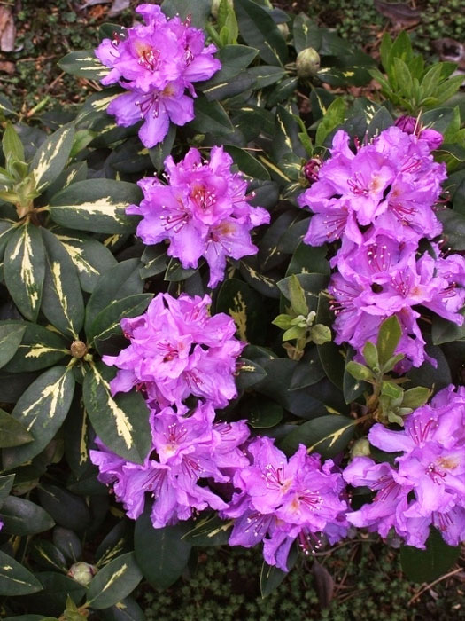 Rhododendron 'Goldflimmer'