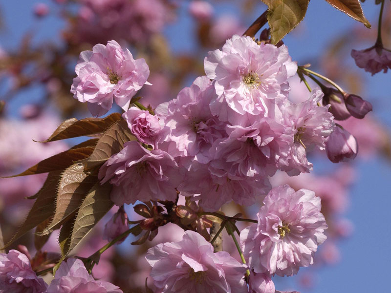 Prunus serrulata 'Kanzan' - Stämmchen