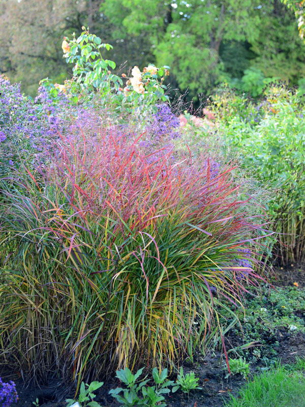 Panicum virgatum 'Hänse Herms', Rutenhirse