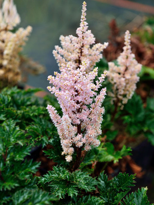 Rosarote Blüte der krausen Zwergspiere 'Perkeo'