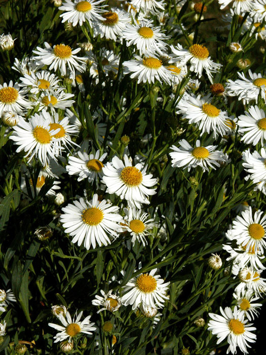 Boltonia asteroides 'Snowbank', Sternwolkenaster, Scheinaster