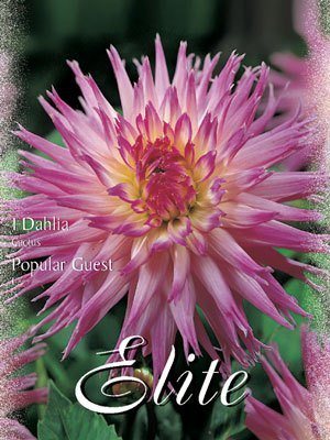 Kaktus-Dahlie 'Popular Guest', Dahlia (Art.Nr. 520068)