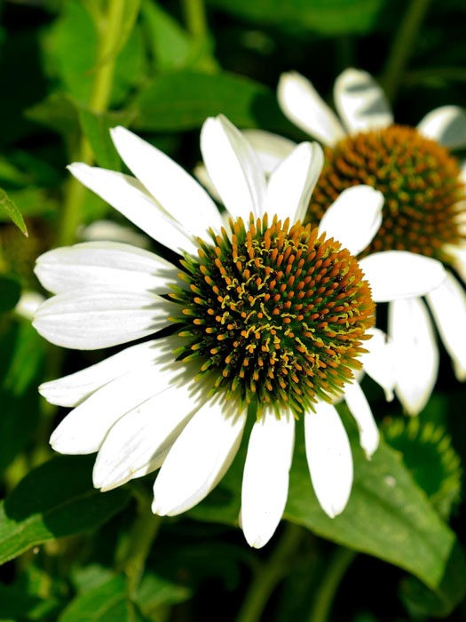 Echinacea purpurea 'Baby Swan White', Scheinsonnenhut