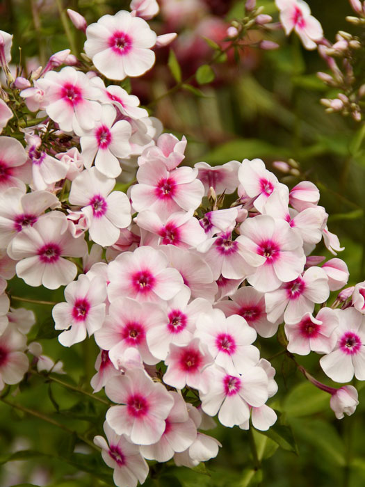 Phlox paniculata 'Kirmesländler' (M), Flammenblume, Sommerphlox